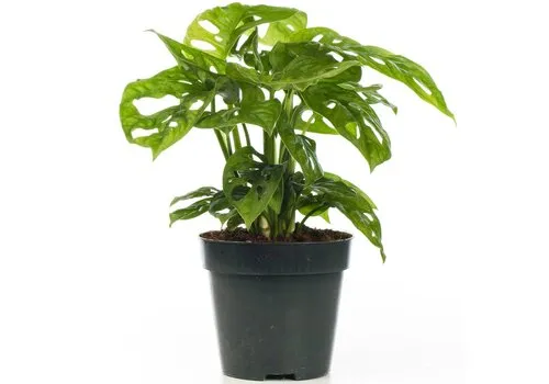JUNAVERA Monstera Monkey Leaf | 12 cm pot | 30 cm hoog