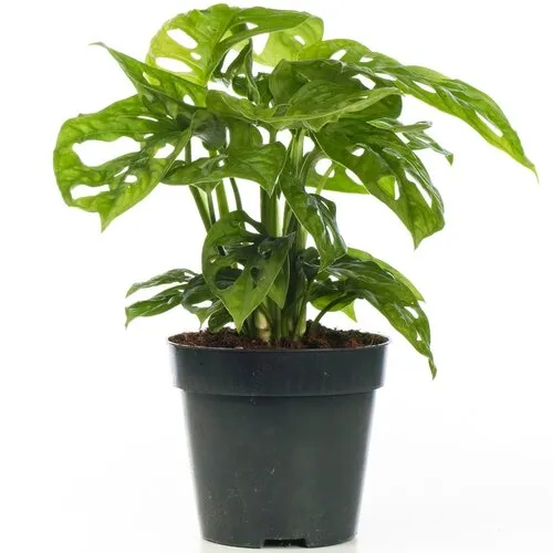 Junavera Monstera Monkey Leaf | 12 cm pot | 30 cm hoog