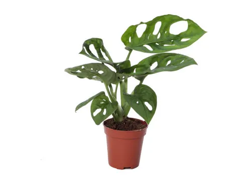 Junavera Monstera obliqua | 3 stek | 12 cm pot | 30 cm hoog