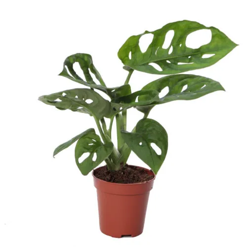Junavera Monstera obliqua | 3 stek | 12 cm pot | 30 cm hoog