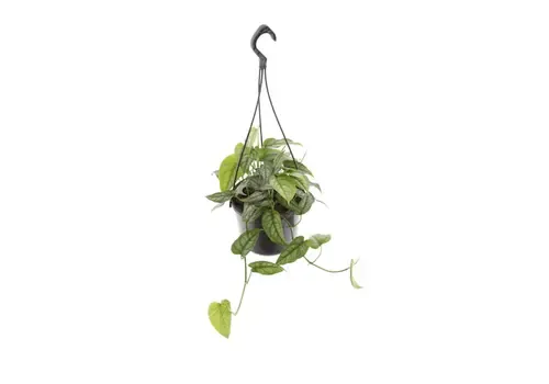 Junai.nl Monstera Siltepecana | 1 stek | 15 cm hangpot | 20 cm hoog