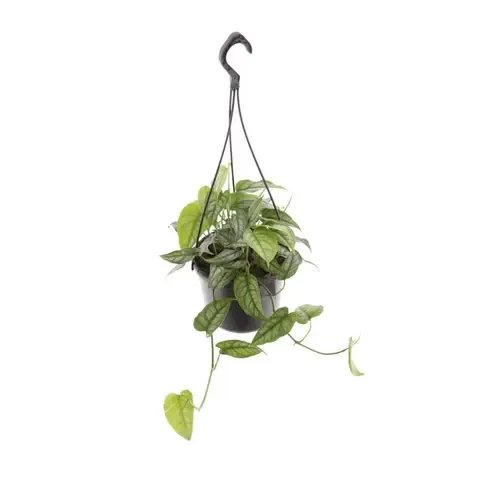 Junai.nl Monstera Siltepecana | 1 stek | 15 cm hangpot | 20 cm hoog