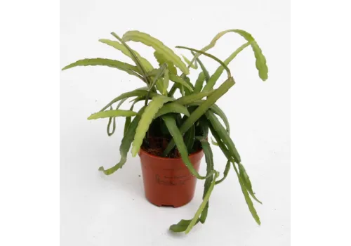 Junai.nl Lepismium bolivianum | 5 cm pot | circa 10 cm hoog