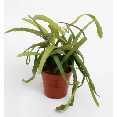 Junai.nl Lepismium bolivianum | 5 cm pot | circa 10 cm hoog