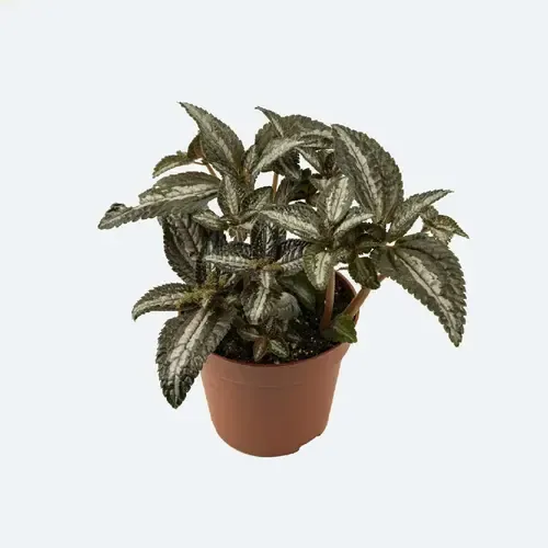 Junai.nl Pilea spruceana Silver Tree | 9 cm pot | 15 cm hoog