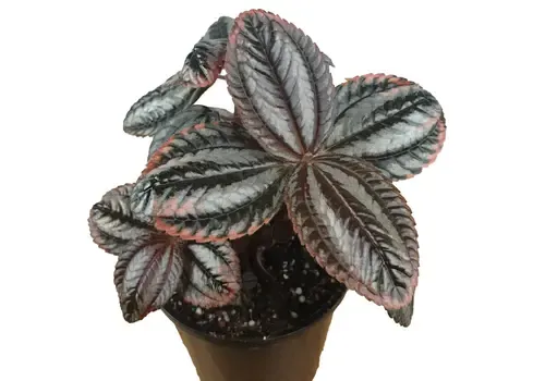 Junai.nl Pilea Norfolk | 9 cm pot | 12 cm hoog