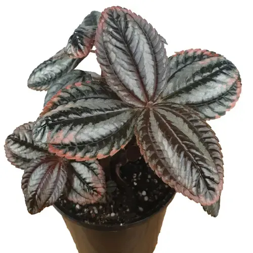 Junai.nl Pilea Norfolk | 9 cm pot | 12 cm hoog