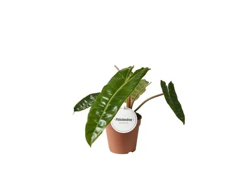 Junai.nl Philodendron billietiae | 12 cm pot | 35 cm hoog