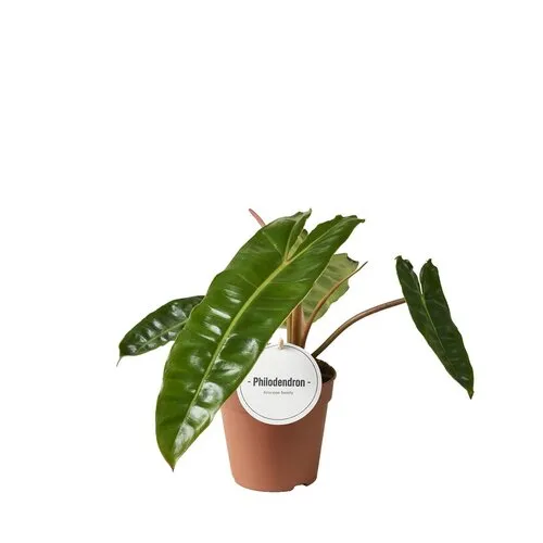 Junai.nl Philodendron billietiae | 12 cm pot | 35 cm hoog