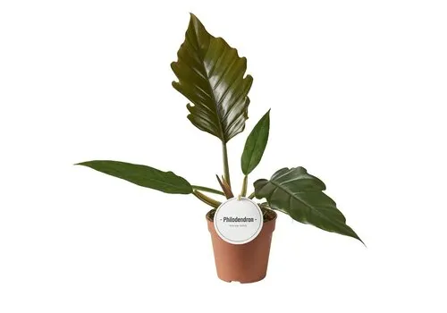 Junai.nl Philodendron bipinnatifidum choco express | 12 cm pot | 35 cm hoog