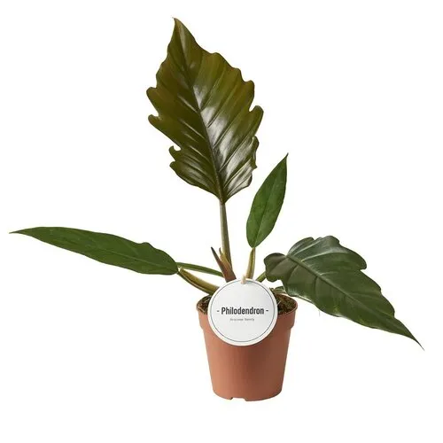 Junai.nl Philodendron bipinnatifidum choco empress| 12 cm pot | 35 cm hoog