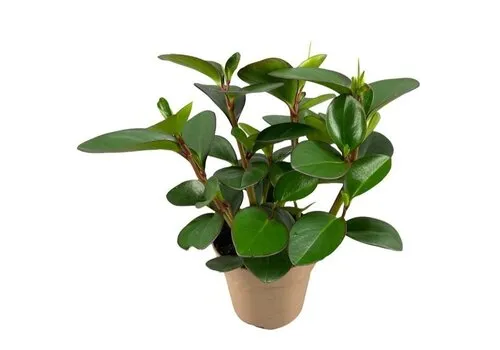 Junai.nl Peperomia clusiifolia 'Red Margin' | 12 cm pot | 20 cm hoog