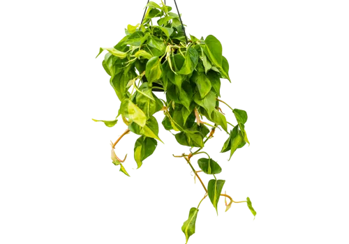 Junai.nl Philodendron Scandens Brasil | Ø15 cm | 25-35 cm | In hangpot