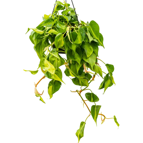 Junai.nl Philodendron Scandens Brasil | Ø15 cm | 25-35 cm | In hangpot