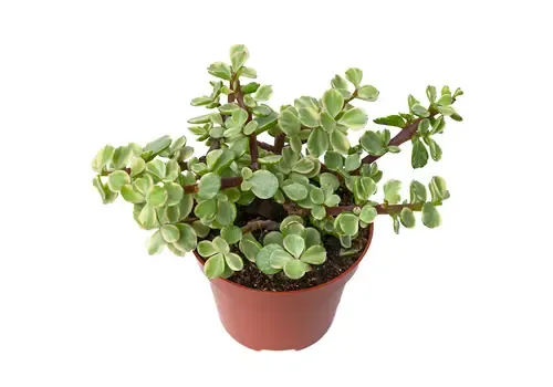 Junai.nl Portulaca variegata | 5 cm pot | 18 cm hoog