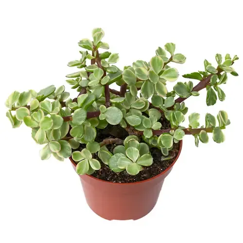 Junai.nl Portulaca variegata | 5 cm pot | 18 cm hoog