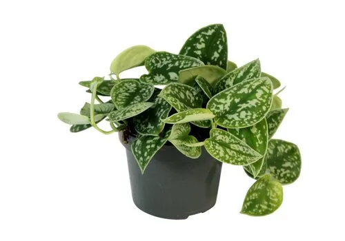 Junai.nl Scindapsus pictus Argyraeus | 25 cm hoog | in 12 cm pot