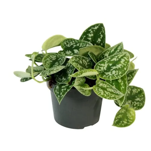 Junai.nl Scindapsus pictus Argyraeus | 25 cm hoog | in 12 cm pot