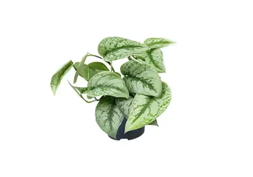 Junai.nl Scindapsus Pictus Trebie | 12 cm pot | 25 cm hoog