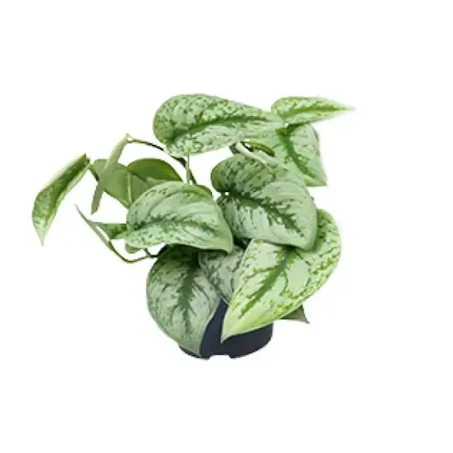 JUNAVERA Scindapsus Pictus Trebie | 12 cm pot | 25 cm hoog