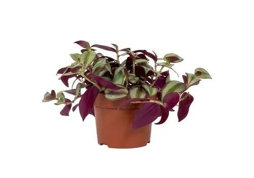 Junai.nl Tradescantia zebrina | 9 cm pot | ca. 15 cm hoog