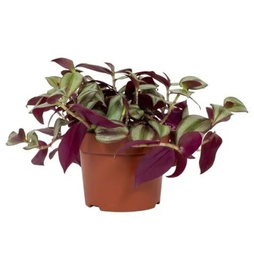 Junai.nl Tradescantia zebrina | 9 cm pot | ca. 15 cm hoog