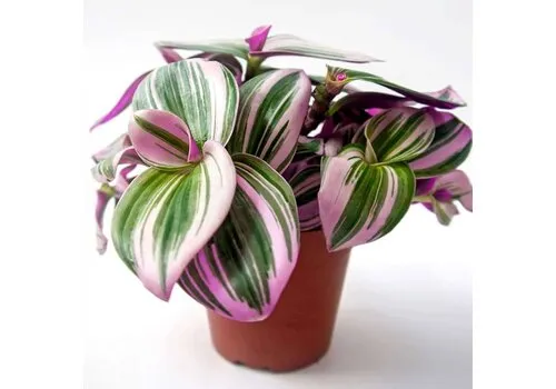 Junai.nl Tradescantia nanouk | 7 cm pot | 15 cm hoog