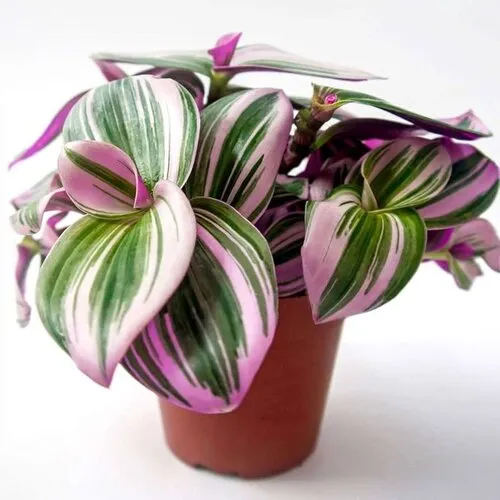 Junai.nl Tradescantia nanouk | 7 cm pot | 15 cm hoog