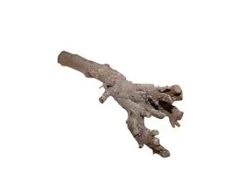 Junai.nl Gedroogde Kuwa root 40 cm