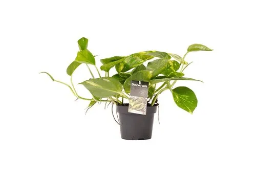 Junai.nl Epipremnum aureum | 8 cm pot | 15 cm hoog