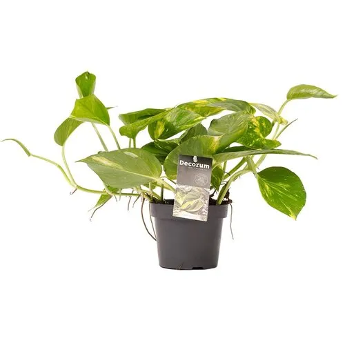 JUNAVERA Epipremnum aureum | 8 cm pot | 15 cm hoog