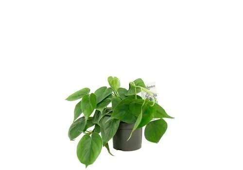 JUNAVERA Philodendron Scandens | 8 cm pot | 15 cm hoog