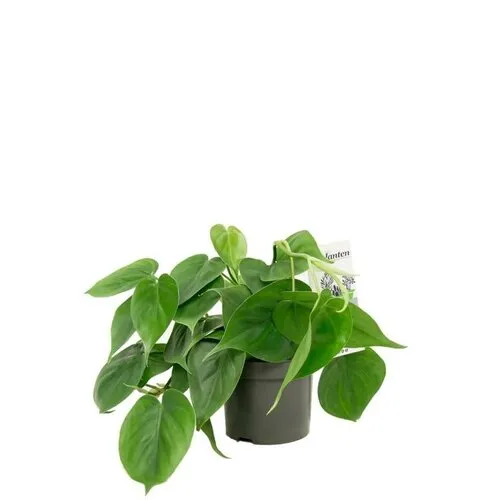 Junai.nl Philodendron Scandens | 8 cm pot | 15 cm hoog