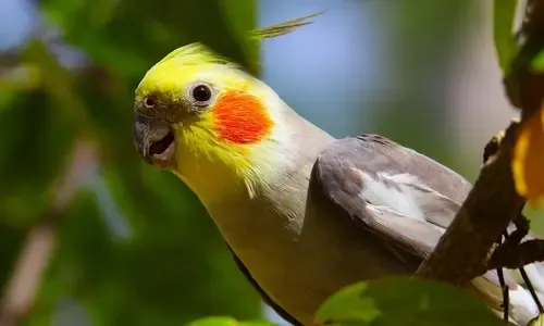 Valkparkiet verzorgen: complete gids voor huisvesting, voeding & gedrag