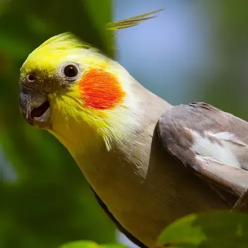 Valkparkiet verzorgen: complete gids voor huisvesting, voeding & gedrag