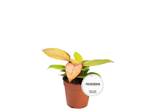 Junai.nl Philodendron Prince of Orange | 7 cm pot | ca. 15 cm hoog