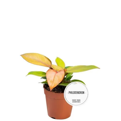 Junai.nl Philodendron Prince of Orange | 7 cm pot | ca. 15 cm hoog