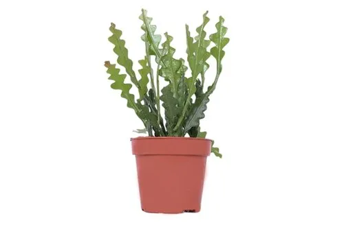 Junai.nl Epiphyllum anguliger | 6 cm pot | 10 cm hoog