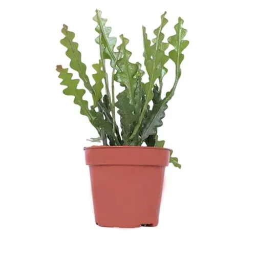 Junai.nl Epiphyllum anguliger | 6 cm pot | 10 cm hoog