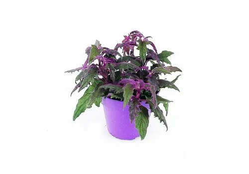 Junai.nl Gynura | 7 cm pot | 12 cm hoog