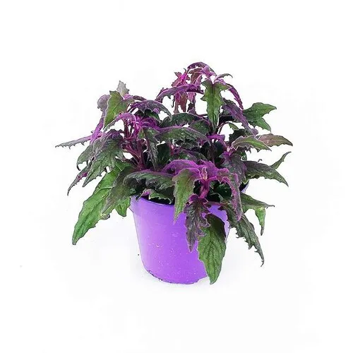 Junavera Gynura | 7 cm pot | 12 cm hoog