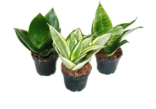 Junai.nl Sansevieria trifasciata mix | per stuk | 6 cm pot | 20 cm hoog