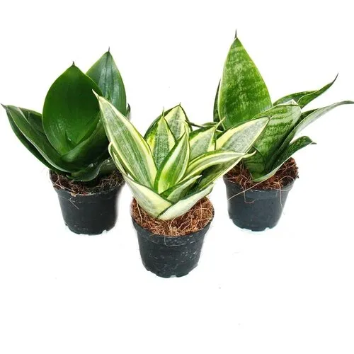 JUNAVERA Sansevieria trifasciata mix | per stuk | 6 cm pot | 20 cm hoog