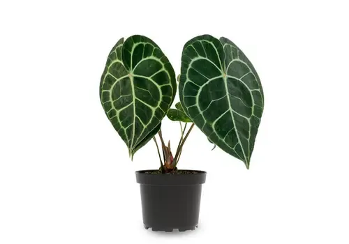 Junai.nl Anthurium clarinervium | 7 cm pot | 15 cm hoog