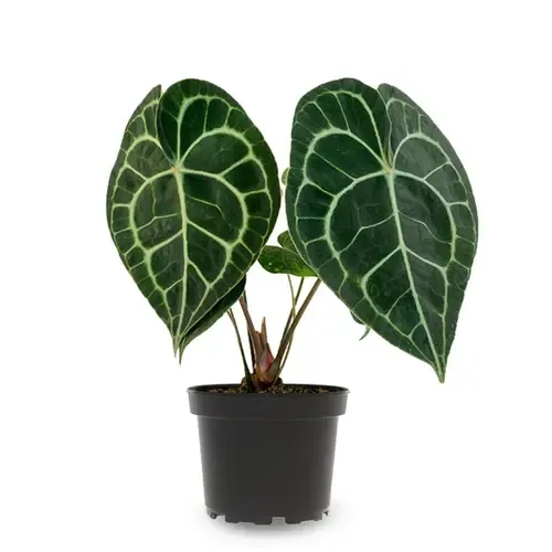 Junavera Anthurium clarinervium | 7 cm pot | 15 cm hoog