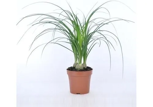 Junai.nl Beaucarnea recurvata nolina | 3 per pot | 35 cm hoog | 12 cm pot