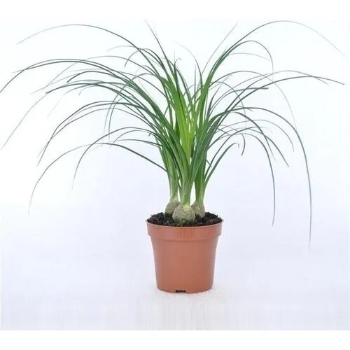 JUNAVERA Beaucarnea recurvata nolina | 3 per pot | 35 cm hoog | 12 cm pot