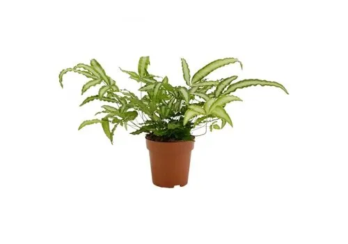 Junai.nl Pteris Albolineata | 35 cm hoog | In 9 cm pot