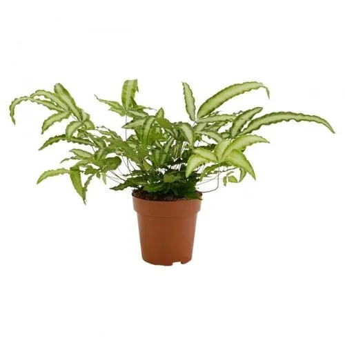 Junai.nl Pteris Albolineata | 35 cm hoog | In 12 cm pot