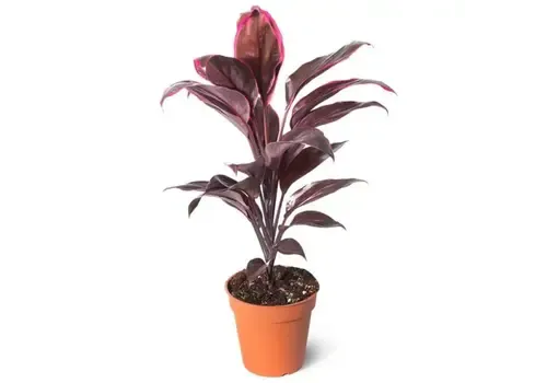 Junai.nl Cordyline fruticosa Rumba | 12 cm pot | 36 cm hoog